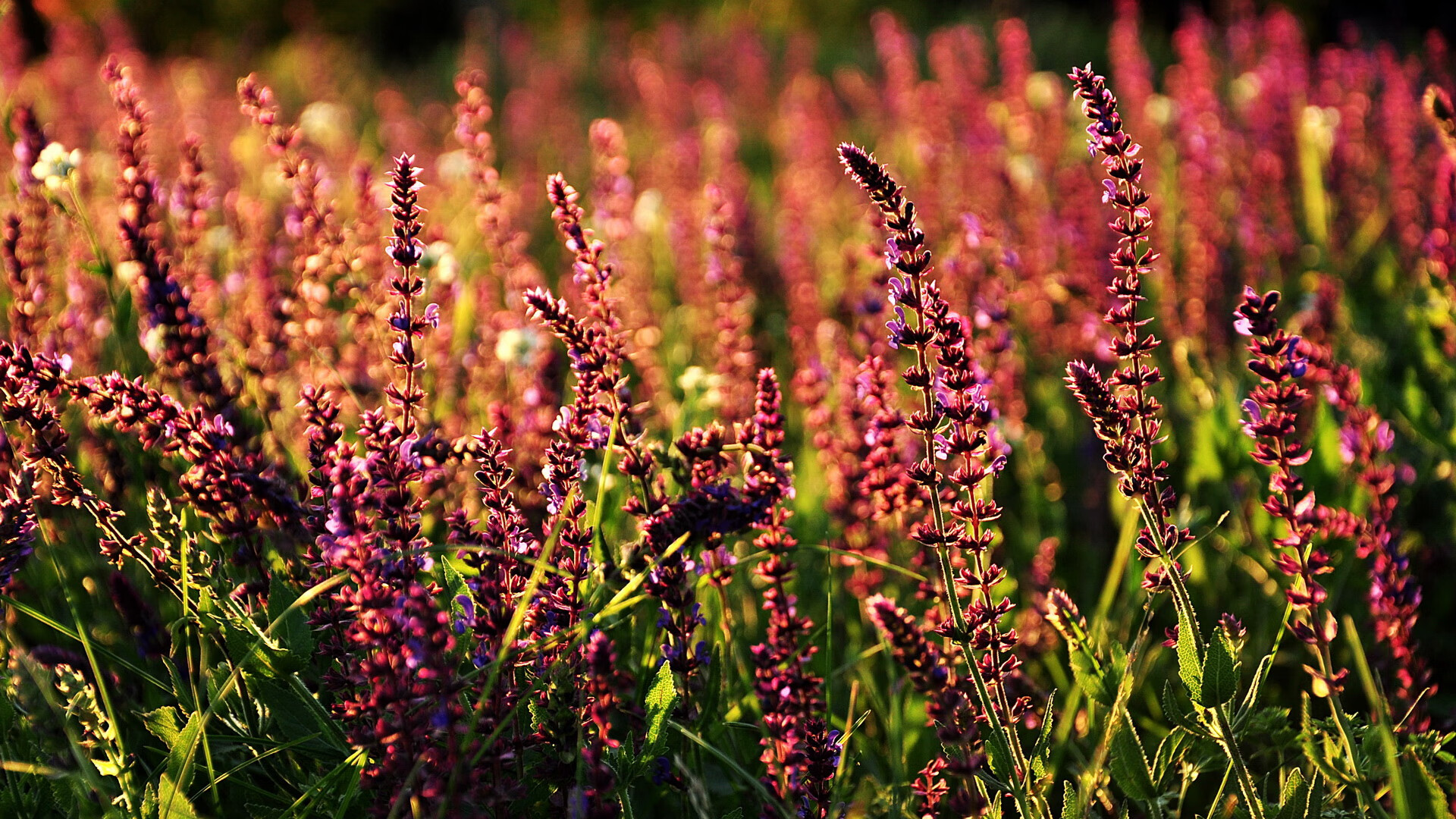 欧冠淘汰赛之夜，武切维奇用铁塔身影扛起全队