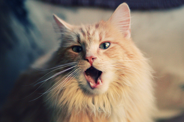 绝境绽放！爱德华兹50分封神之战 骑士抢七逆袭鹈鹕