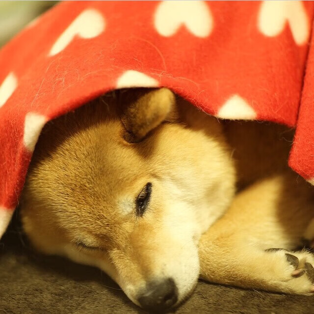 恩佐神兵天降！丹麦绝杀阿森纳的背后，是战术智慧还是命运安排？